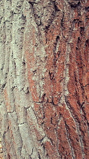 Skov, natur, træ, plante, mos, lichen, levende natur, tæt på, tekstureret, rock-objekt, ru, baggrunde, fuld ramme, gammel, træstamme, ingen mennesker, bagagerum, dag, mønster, plantebark, udendørs, forvitret, Brun, naturligt mønster, vækst, tekstureret effekt, 2K, CC0, offentligt domæne, royaltyfrie