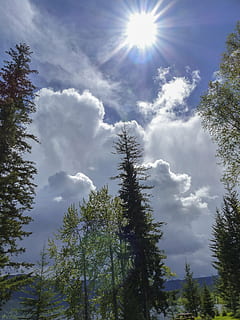 Kumuluswolken, Wolken, Gewitter, Wetter, Himmel, Landschaft, Bäume, Natur, strahlende Sonne, Jahreszeit, Baum, Pflanze, wolke - himmel, Sonne, Sonnenlicht, Flachwinkelansicht, Schönheit in der Natur, Sonnenstrahl, Wachstum, Tag, Ruhe, keine Leute, Linseneffekt, sonnig, ruhige Szene, Szenen - Natur, draußen, Nicht-städtische Szene, hell, Nadelbaum, Sonneneruption, Streaming, 4K, CC0, gemeinfrei, lizenzfrei