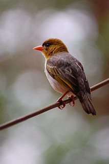 selektiv, fokus fotografering, Brun, grå, fugl, væver, perched, kabel, social, aves, aviær, fauna, avifauna, Afrika, dyre temaer, dyr, hvirveldyr, et dyr, perching, dyr i naturen, dyreliv, fokus på forgrunden, ingen mennesker, dag, tæt på, natur, udendørs, Kvist, plante, afdeling, robin, træ, kigger væk, 2K, CC0, offentligt domæne, royaltyfrie
