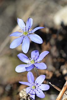 hepatica, flor, florir, flor de primavera, tancar, planta amb flors, vulnerabilitat, fragilitat, planta, bellesa a la natura, frescor, pètal, creixement, porpra, inflorescència, cap de flor, naturalesa, primer pla, cap gent, dia, centrar-se en primer pla, enfocament selectiu, blau, a l'aire lliure, pol·len, 5K, CC0, domini públic, lliure de regalies