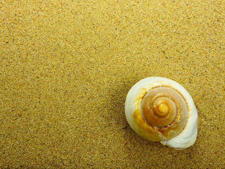 hvid, Brun, snegl, top, sand, strand, skal, natur, sommer, baggrund, kort, lykønskningskort, postkort, ferie, genopretning, hav, et dyr, dyreskal, dyre temaer, dyr i naturen, ingen mennesker, dyreliv, havsnegle, dyr, jord, tekstureret, tæt på, gul, naturligt mønster, spiralformet, høj vinkel visning, skønhed i naturen, muslingeskal, marine, 4K