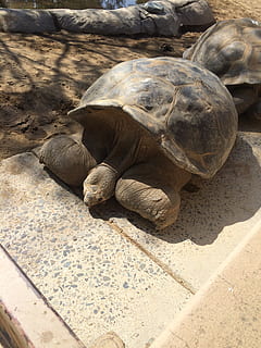 Schildkröte, groß, Schale, Tier, Natur, Reptil, Tierwelt, schleppend, Meer, Riese, exotisch, Ozean, alt, Reise, draussen, Wasser, Grün, Leben, uralt, natürlich, Galapagos, Tierthemen, Sonnenlicht, High Angle View, Tiere in freier Wildbahn, keine Leute, Wirbeltier, ein Tier, Tag, Land, Rock, draußen, solide, Nahansicht, Rock - Objekt, Marine, Schildpatt, 2K