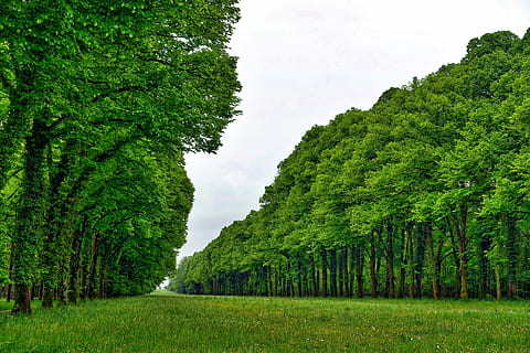 perspektiv, træer, Skov, natur, linje, træ, grøn farve, scenics, frodig løv, sky - himmel, plante, vækst, skønhed i naturen, ro, rolig scene, jord, himmel, scenics - natur, miljø, græs, dag, ingen mennesker, landskab, løv, ikke-urbane scene, udendørs, treelined, 5K, CC0, offentligt domæne, royaltyfrie