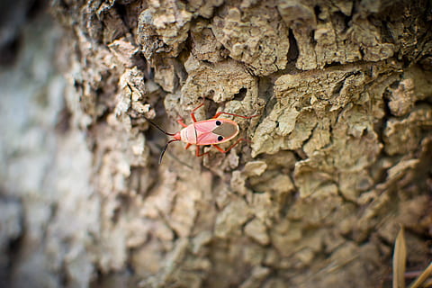 różowy, biały, czarny, 6, legged, owad, pluskwa, makro, Natura, drzewo, żadnych ludzi, zbliżenie, pnia drzewa, bagażnik samochodowy, teksturowane, dzień, roślina, bezkręgowy, na dworze, selektywne skupienie, zwierzęca przyroda, zwierzę, tematy zwierzęce, zwierzęta na wolności, skupić się na pierwszym planie, kora roślinna, niski kąt widzenia, 4K, CC0, domena publiczna, darmowe zdjęcia