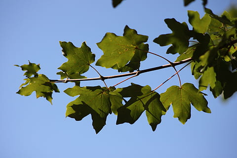 branch, reverse light, tree, nature, sky, blue, silhouette, plant part, leaf, green color, plant, no people, low angle view, day, growth, outdoors, clear sky, close-up, beauty in nature, summer, maple leaf, sunlight, directly below, 4K, CC0, public domain, royalty free