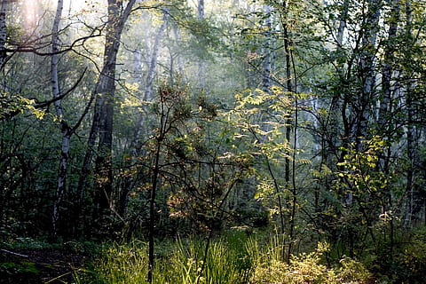 pădure, natură, copac, ramuri, Polonia, linistea, plantă, teren, creştere, frumusețe în natură, liniște, nici o persoana, o scenă liniștită, zi, scenice - natura, scenă non-urbană, în aer liber, Culoarea verde, idilic, lumina soarelui, mediu inconjurator, ramură, 2K, CC0, domeniu public, fără drepturi de autor