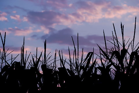 champ de blé, blé, champ, arable, soir, ciel du soir, crépuscule, le coucher du soleil, silhouette, la nature, ciel, nuage - ciel, beauté dans la nature, plante, personne, tranquillité, croissance, scène tranquille, couleur orange, en plein air, ciel dramatique, paysages - nature, terre, scène non urbaine, violet, 5K, CC0, domaine public, libre de droits