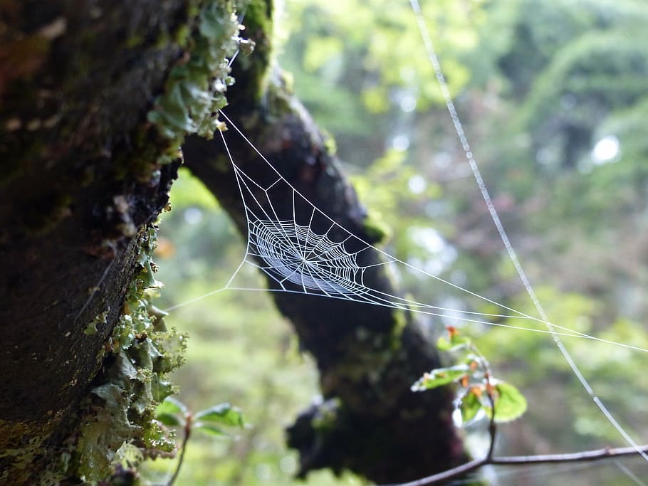 hvid spiderweb, Skov, mos, spindelvæv, grøn, træstump, landskab, gå, natur, edderkoppespind, insekt, edderkop, et dyr, fokus på forgrunden, dyre temaer, dag, udendørs, dyreliv, plante, skrøbelighed, tæt på, sårbarhed, ingen mennesker, træ, hvirvelløse, arachnid, dyr, selektiv fokusering, skønhed i naturen, kompleksitet, web, 4K