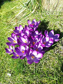 crocus, violet, printemps, herbe, Prairie, blanc, fleurs, ensoleillé, la nature, plante, fleur, plante à fleurs, vulnérabilité, croissance, fragilité, fraîcheur, pétale, champ, beauté dans la nature, terre, iris, journée, fermer, tête de fleur, vue grand angle, personne, en plein air, pollen, 4K, CC0, domaine public, libre de droits