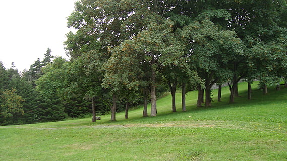 fundo, arvores, grama, verde, plantar, árvore, cor verde, crescimento, beleza na natureza, tranquilidade, natureza, cena tranquila, terra, campo, scenics - natureza, dia, meio Ambiente, ninguém, panorama, parque, idílico, ao ar livre, cena não urbana, Treelined, 2K, CC0, domínio público, royalty free