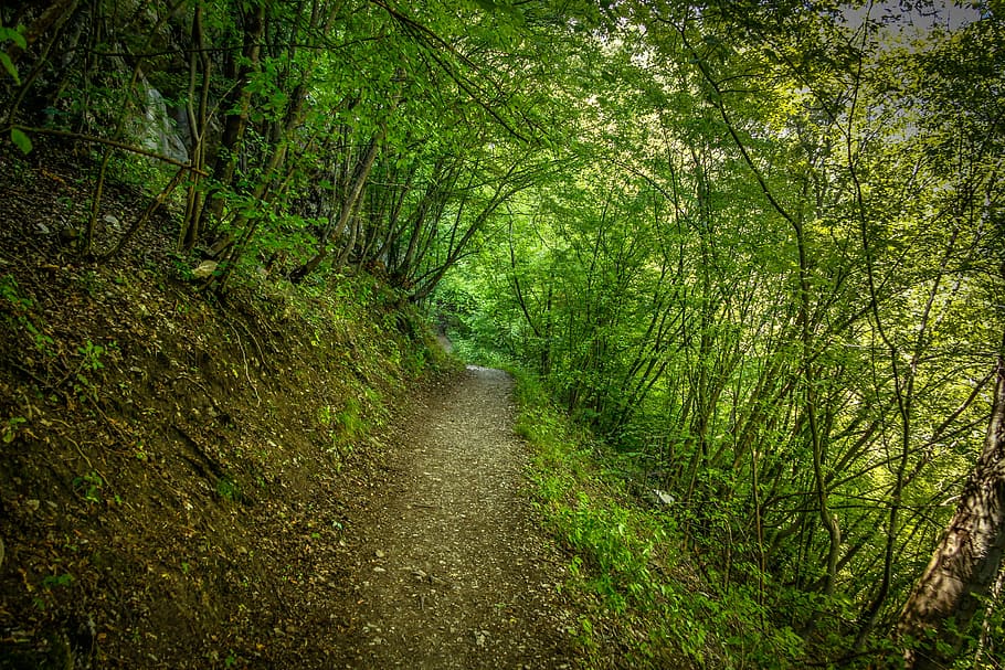 naturalesa, bosc, Camí, verd, muntanya, verd, muntanya, natural, paisatge, a l'aire lliure, arbres, estiu, senderisme, rural, bulgària, viatjar, aventura, caminada, turista, camp, turisme, sendera, arbre, carretera de carril únic, planta, terra, creixement, tranquil·litat, el camí a seguir, bellesa a la natura, direcció, color verd, escena tranquil·la, cap gent, dia, escena no urbana, carretera, escenics - natura, Carretera bruta, perspectiva decreixent, ruta, copa de l'arbre, 4K