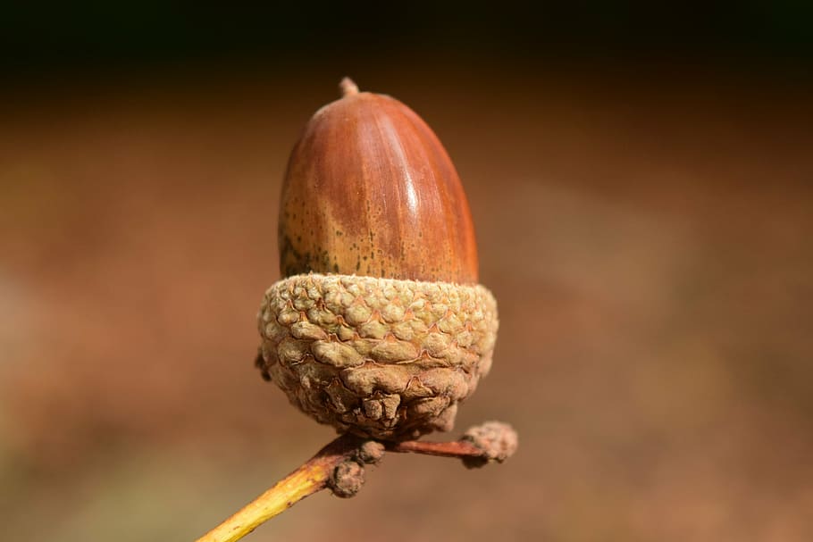 poc profund, fotografia de lent de focus, gla, tancar, fons, bonic, tardor, naturalesa, llavors, marró, targeta de felicitació, menjar i beguda, menjar, cap gent, frescor, centrar-se en primer pla, primer pla, alimentació saludable, benestar, fruita, dia, a l'aire lliure, sol objecte, vegetals, nou - aliments, nou, planta, llavor, 5K