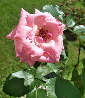 bunga, daun, rosa, menanam, musim semi, bunga-bunga, taman, vegetasi, fuchsia, alam, keindahan di alam, warna merah jambu, tanaman berbunga, daun bunga, pertumbuhan, kesegaran, kerapuhan, kerentanan, kepala bunga, hal berkembang, mawar, merapatkan, bagian tanaman, bunga mawar, tidak ada orang, hari, di luar rumah, 2K, CC0, domain publik, bebas royalti