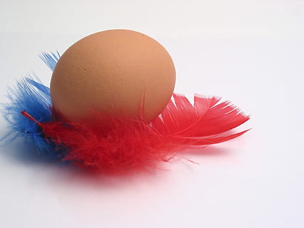 macro, huevo, programas, suave, naturaleza muerta, rojo, Fondo blanco, foto de estudio, adentro, nadie, de cerca, pluma, vulnerabilidad, comida, fragilidad, blandura, naturaleza, frescura, celebracion, comida y bebida, creatividad, solo objeto, 1080P, CC0, dominio público, libre de derechos
