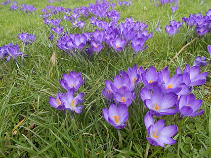 Krokus, Blume, Frühling, Natur, Blühen, Flora, lila, Pflanze, Park, Ostern, draussen, frisch, blühende Pflanze, Wachstum, Schönheit in der Natur, Blütenblatt, Frische, Verletzlichkeit, Zerbrechlichkeit, Feld, Land, Iris, Nahansicht, Blütenkopf, Gras, Blütenstand, Tag, keine Leute, draußen, Blumenbeet, 5K, CC0, gemeinfrei, lizenzfrei