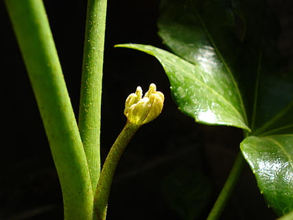 izbucnire, macro, verde, plantă, creştere, Culoarea verde, a închide, prospeţime, floare, frunze, parte a plantelor, natură, planta cu flori, frumusețe în natură, nici o persoana, fragilitate, vulnerabilitate, în aer liber, zi, Fundal negru, alimente, cap de floare, 2K, CC0, domeniu public, fără drepturi de autor