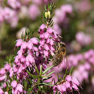 svæveflyve, blomster, flyve, insekt, natur, hover, makro, vinge, dyreliv, have, plante, vild, Hoverfly, lille, flora, hover-fly, pollen, farverig, bestøvende, vinter, februar, uk, blomstrende plante, blomst, vækst, skønhed i naturen, dyre temaer, friskhed, et dyr, dyr, hvirvelløse, dyr i naturen, skrøbelighed, tæt på, blomsterhoved, kronblad, sårbarhed, bi, lyserød farve, bestøvning, ingen mennesker, udendørs, lilla, 1080P, CC0, offentligt domæne, royaltyfrie