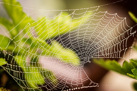 selective, focus photography, spider web, green, leaf, raindrops, web, rain, pattern, net, morning, dew, spiderweb, nature, macro, garden, outdoor, environment, fragility, close-up, vulnerability, animal, animal themes, focus on foreground, no people, beauty in nature, natural pattern, drop, plant, one animal, water, invertebrate, wet, animal wildlife, spider, outdoors, complexity, concentric, 2K, CC0, public domain, royalty free