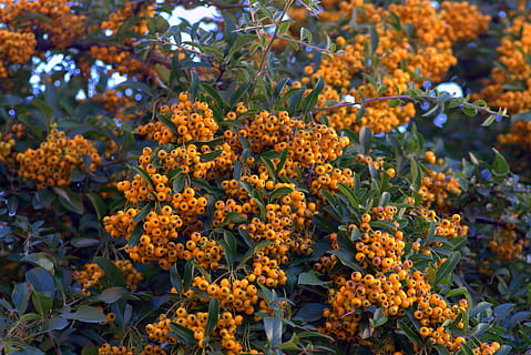 cotoneaster, groc, fruita, comptes, menor, decoratiu, arbust, els arbustos, plantes ornamentals, un jardí de flors, flor, creixement, planta, bellesa a la natura, planta amb flors, naturalesa, frescor, fragilitat, vulnerabilitat, color taronja, dia, centrar-se en primer pla, cap gent, primer pla, part de la planta, full, botànica, a l'aire lliure, pètal, cap de flor, 5K, CC0, domini públic, lliure de regalies
