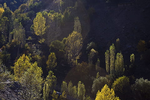 Baum, Schatten, Wald, dunkler Wald, Natur, Grün, Pflanze, Schönheit in der Natur, Wachstum, Ruhe, Szenen - Natur, grüne Farbe, Land, ruhige Szene, keine Leute, High Angle View, draußen, Nicht-städtische Szene, Umgebung, Landschaft, Sonnenlicht, Tag, Kiefer, Nadelbaum, Kiefernwald, 1080P, CC0, gemeinfrei, lizenzfrei