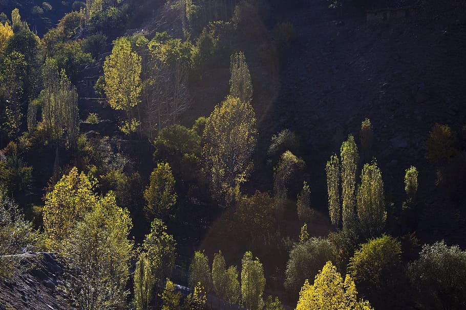 Baum, Schatten, Wald, dunkler Wald, Natur, Grün, Pflanze, Schönheit in der Natur, Wachstum, Ruhe, Szenen - Natur, grüne Farbe, Land, ruhige Szene, keine Leute, High Angle View, draußen, Nicht-städtische Szene, Umgebung, Landschaft, Sonnenlicht, Tag, Kiefer, Nadelbaum, Kiefernwald, 1080P
