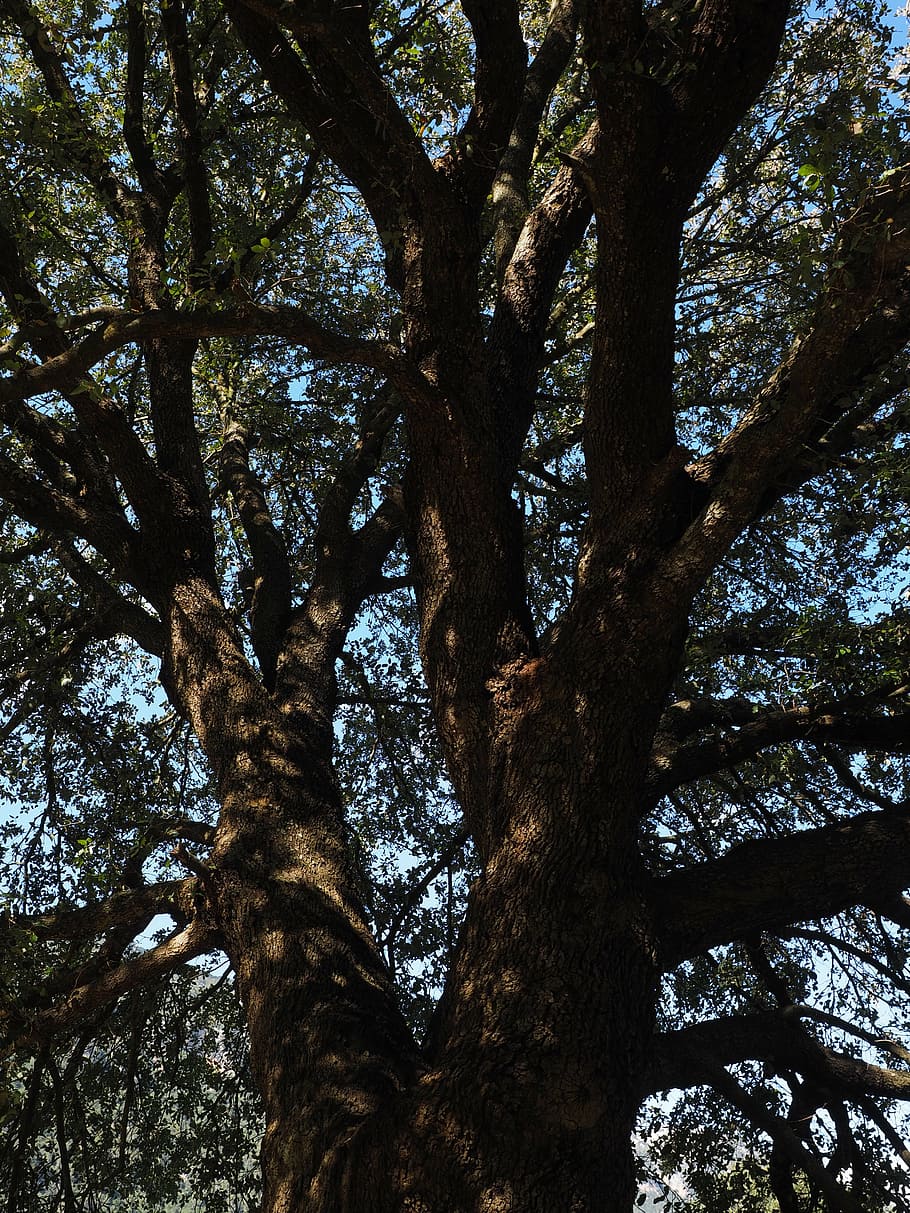 arbre de alcanfor, arbre, registre, tribu, cinnamomum camphora, càmfora, hivernacle de llorer, lauràcies, arbre de llorer, llorer, planta, tronc de l'arbre, tronc, vista d’angle baix, creixement, naturalesa, branca, cap gent, tranquil·litat, dia, cel, bellesa a la natura, a l'aire lliure, terra, alta - alta, llum solar, bosc, escenics - natura, copa de l'arbre, escorça, 4K