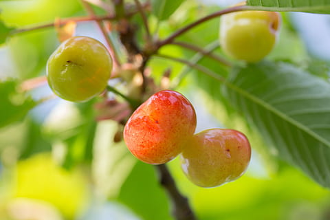 Kirsche, Zugriff, Obst, Sonnenschein, Garten, Natur, Pflanze, Sommer-, Gesundheit, bio, Lebensmittel, gesundes Essen, Essen und Trinken, Frische, Baum, Blatt, Pflanzenteil, Wohlbefinden, Wachstum, Nahansicht, reif, Obstbaum, Ast, Landwirtschaft, Apfel - Frucht, Fokus auf den Vordergrund, keine Leute, draußen, 5K, CC0, gemeinfrei, lizenzfrei