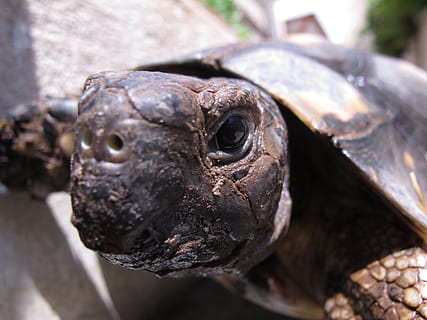 broasca testoasa, animal, testoasa, a închide, animale vertebrate, animale tematice, un animal, nici o persoana, zi, să se concentreze asupra primelor elemente, animale sălbatice, animale în sălbăticie, partea corpului animalului, cap de animal, selectiv, alimente, în aer liber, natură, portret, mancare si bautura, in cautarea, 2K, CC0, domeniu public, fără drepturi de autor