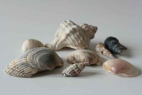 shells, shell, sea, nature, summer, beach, holiday, holidays, studio shot, animal shell, animal wildlife, indoors, seashell, animal, close-up, no people, group of objects, food, still life, food and drink, animal themes, mollusk, choice, colored background, selective focus, natural pattern, 4K, CC0, public domain, royalty free