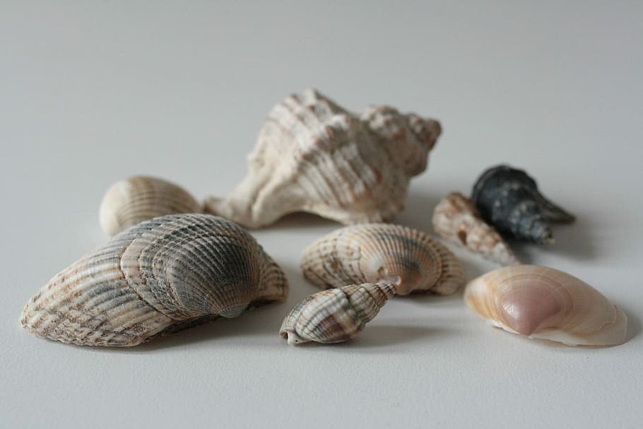 Muscheln, Schale, Meer, Natur, Sommer-, Strand, Urlaub, Ferien, Studioaufnahme, Tierhülle, Tierwelt, drinnen, Muschel, Tier, Nahansicht, keine Leute, Gruppe von Objekten, Lebensmittel, Stillleben, Essen und Trinken, Tierthemen, Weichtier, Wahl, farbiger Hintergrund, selektiver Fokus, natürliches Muster, 4K