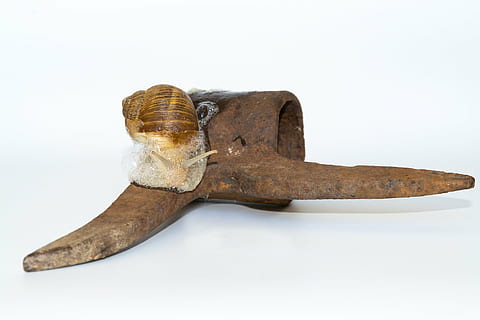caracol, cáscara, planchar, oxidado, animal, molusco, gatear, baboso, moco, sonda, cerrar, Fondo blanco, foto de estudio, separar, solo objeto, adentro, Herramienta de trabajo, nadie, marrón, antiguo, de cerca, cuero, herramienta de mano, herramienta, objeto hecho por el hombre, hecho por el hombre, metal, Arte y artesanía, 1080P, CC0, dominio público, libre de derechos