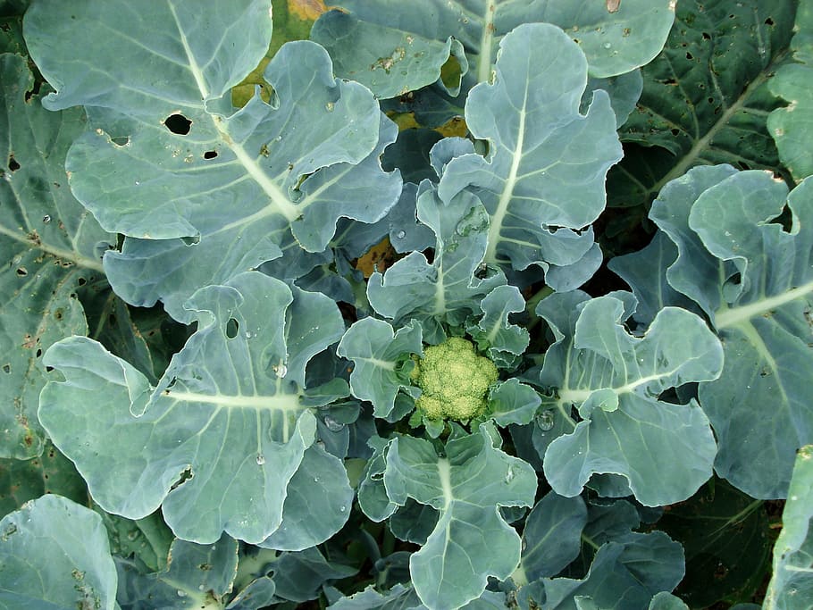 coliflor, planta, vegetals, full, part de la planta, creixement, color verd, marc complet, cap gent, bellesa a la natura, naturalesa, menjar i beguda, frescor, primer pla, dia, fons, aigua, alimentació saludable, vista d’angle alt, camp, menjar, a l'aire lliure, fulles, rosada, 2K
