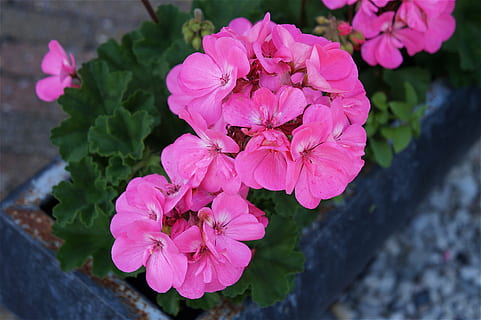 geranium, vår, rosa, blomst, hage, blomstre, blomstrende plante, anlegg, skjønnhet i naturen, rosa farge, friskhet, petal, skjørhet, sårbarhet, blomsterhodet, inflorescence, nærbilde, natur, vekst, ingen folk, dag, fokusere på forgrunnen, plante del, høy vinkel visning, utendørs, våren, bukett, 5K, CC0, offentlig domene, opphavsrett gratis