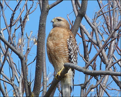 marró, ocell, posat, branca, durant el dia, falcó, arbre, raptor, depredador, vida salvatge, caçador, aviària, fauna, avifauna, un animal, fauna animal, temes d'animals, vertebrats, animals a la natura, animal, planta, vista d’angle baix, arbre nu, naturalesa, rapinyaire, cel, cap gent, dia, cel clar, a l'aire lliure, àguila, falcó - ocell, 1080P, CC0, domini públic, lliure de regalies
