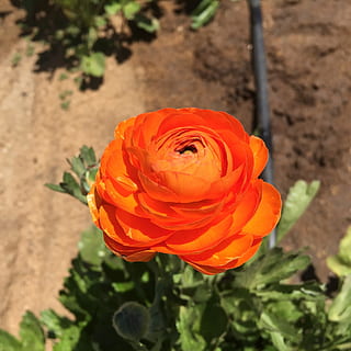 ranunculus, oranžinė, gėlė, pavasaris, žydintys augalai, žiedlapis, grožis gamtoje, gėlių galva, žiedynas, trapumas, pažeidžiamumas, augalų, oranžinė spalva, šviežumas, Iš arti, pakilo, pobūdį, rožė, augimą, sutelkti dėmesį į naujas žinias, dieną, nėra žmonių, lauke, 1080P, CC0, Viešasis domenas, nemokamai