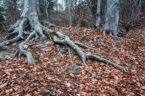 brązowy, wysuszony, odchodzi, pokrycie, grunt leśny, zmierzch, korzeń, drzewo, jesień, las, drewno, szczepy, Natura, buk, wylądować, roślina, bagażnik samochodowy, pnia drzewa, lesisty teren, część rośliny, spokój, wzrost, dzień, zmiana, liść, piękno natury, środowisko, żadnych ludzi, scenics - natura, na dworze, martwa roślina, 5K, CC0, domena publiczna, darmowe zdjęcia