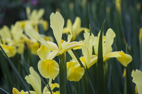 iris, fiore, fioritura, primavera, iris, fiore, pianta, giallo, natura, flora, giardino, estate, luminosa, crescita, freschezza, narciso, pianta fiorita, bellezza nella natura, fragilità, vulnerabilità, avvicinamento, petalo, concentrarsi sulle conoscenze acquisite, nessuno, infiorescenza, testa di fiore, fiorire, colore verde, all'aperto, letto di fiori, giardino ornamentale, 1080P, CC0, dominio pubblico, privo di copyright