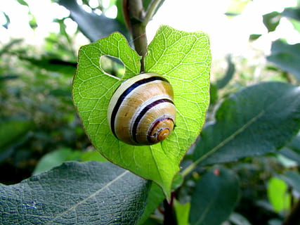 snegl, bløddyr, skal, dyr, hjerte, blad, plante del, hvirvelløse, dyreliv, dyre temaer, tæt på, mollusk, havsnegle, grøn farve, plante, dyreskal, et dyr, natur, ingen mennesker, dag, dyr i naturen, kedsomhed, udendørs, 4K, CC0, offentligt domæne, royaltyfrie