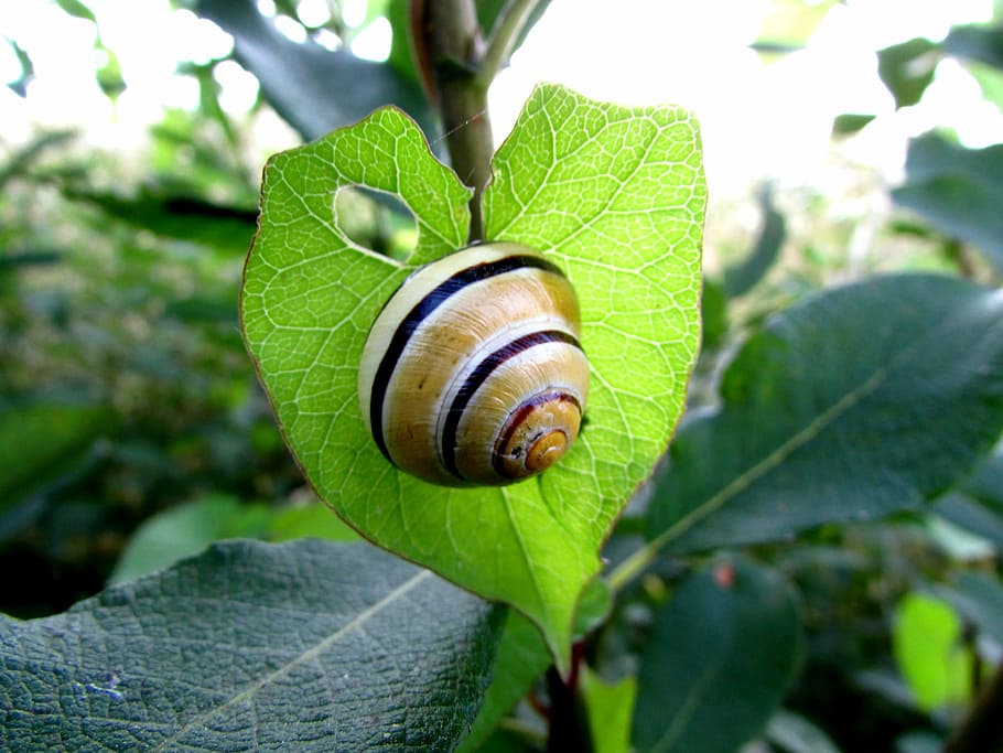 snegl, bløddyr, skal, dyr, hjerte, blad, plante del, hvirvelløse, dyreliv, dyre temaer, tæt på, mollusk, havsnegle, grøn farve, plante, dyreskal, et dyr, natur, ingen mennesker, dag, dyr i naturen, kedsomhed, udendørs, 4K