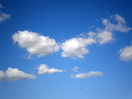 skyer, skyer form, himmel, blå, hvid, sky - himmel, flyvende, scenics - natur, natur, skønhed i naturen, lav vinkel visning, ingen mennesker, dag, miljø, dyre temaer, udendørs, Midt i luften, dyr, cloudscape, ro, dyreliv, hvid farve, rolig scene, vind, meteorologi, 4K, CC0, offentligt domæne, royaltyfrie
