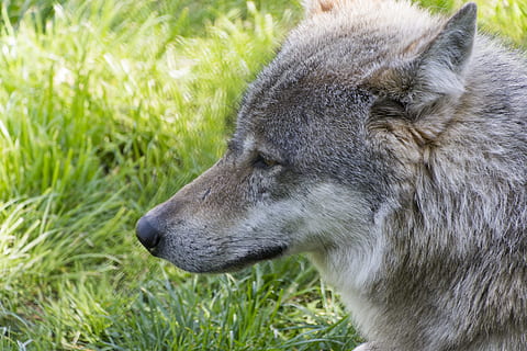 bestia, lupo, predatore, un animale, animale, temi animali, erba, fauna selvatica, mammifero, animali allo stato selvatico, vertebrato, avvicinamento, pianta, nessuno, testa di animale, analizzare, cercare, guardare, parte del corpo animale, natura, concentrarsi sulle conoscenze acquisite, animali domestici, campo, terra, vista profilo, 5K, CC0, dominio pubblico, privo di copyright