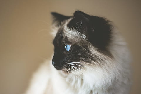 short-overtrukne, hvid, sort, killing, himalayan kat, selektiv, fokus fotografering, tæt på, Foto, siamese kat, indenlandske kat, kæledyr, dyr, nuttet, feline, pattedyr, husdyr, leder, pels, bakkenbart, et dyr, dyre temaer, indenlandske, kat, indendørs, hvirveldyr, kigger væk, ingen mennesker, fokus på forgrunden, dyr kropsdel, dyr hoved, dyr øje, 5K, CC0, offentligt domæne, royaltyfrie