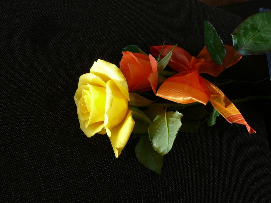 bucle, flor, florir, roses, rosa, flors, groc, naturalesa, full, primer pla, planta, fons negre, vermell, color verd, tir de l'estudi, pètal, frescor, fragilitat, planta amb flors, bellesa a la natura, vulnerabilitat, cap de flor, inflorescència, a l'interior, cap gent, part de la planta, flor de roses, fulles, 2K