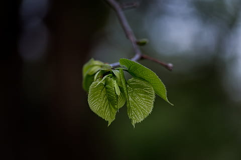 selektiv, fokus fotografie, Baum, flach, Foto fokussieren, Grün, Blatt, Frühling, Blätter, Ast, Natur, grüne Farbe, Pflanze, Nahansicht, Frische, Makro, draußen, Wachstum, Farbbild, neues Leben, Jahreszeit, Wald, keine Leute, Sommer-, Hintergründe, Umgebung, Pflanzenteil, Schönheit in der Natur, Fokus auf den Vordergrund, selektiver Fokus, Essen und Trinken, Zweig, Tag, Lebensmittel, Zerbrechlichkeit, 5K, CC0, gemeinfrei, lizenzfrei