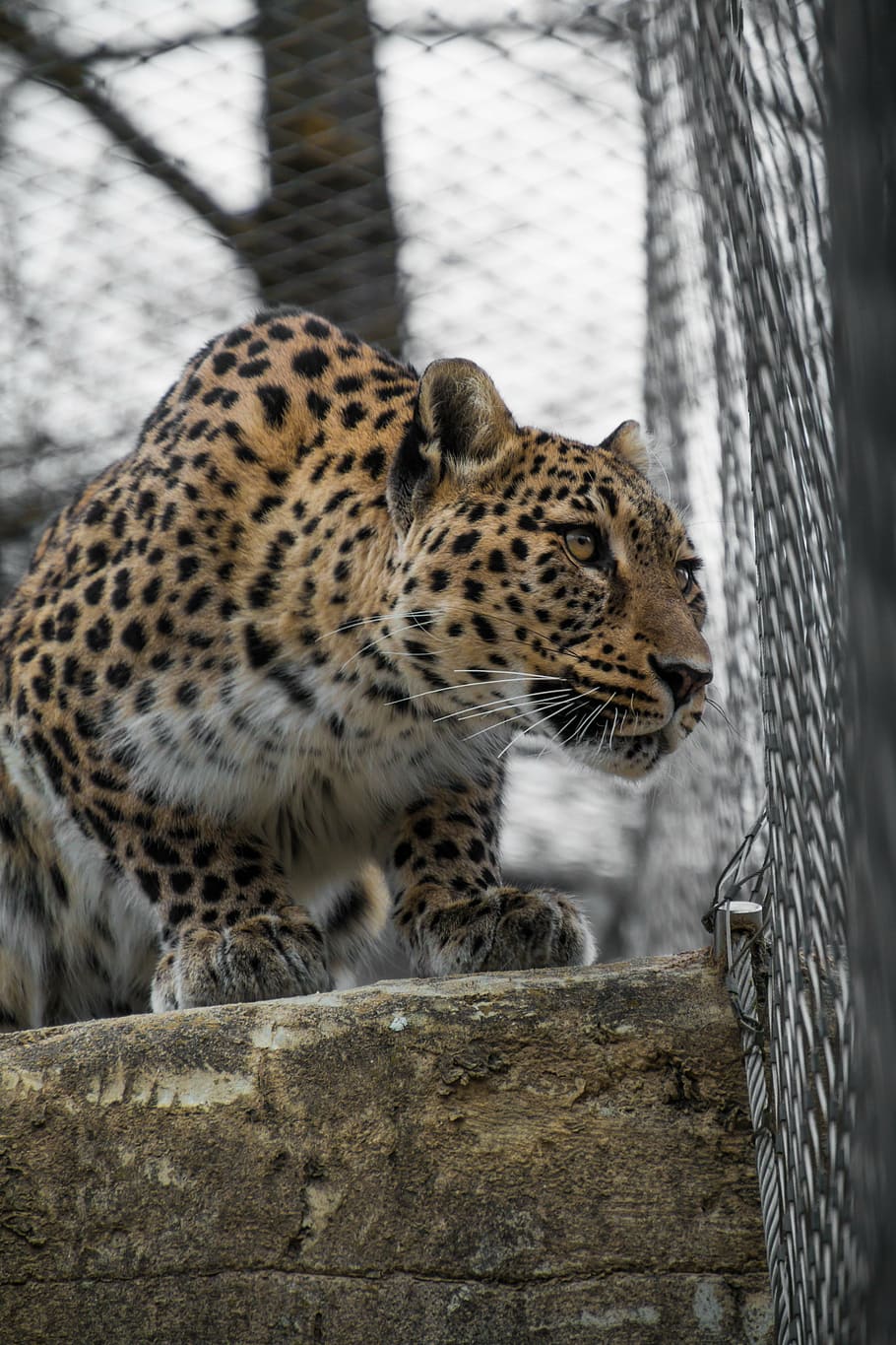 tancar, marró, blanc, negre, animal, lleopard, lleopard persa, retrat, vista, cara, fons de pantalla, elegant, expressió, atenció, mieze, món animal, gat, fotografia de fauna salvatge, cara de gat, capturat, quadrícula, tija, a l'aguait, dählhölzli, un animal, temes d'animals, animals a la natura, fauna animal, tacat, dia, cap gent, tronc de l'arbre, centrar-se en primer pla, mamífer, gat gran, felí, vertebrats, animals en captivitat, zoo, carnivora, relaxació, marques d’animals, naturalesa, primer pla, bigotis, 5K