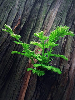 cedre, bosc, fulles, primavera, arbre, tronc, brots, naturalesa, material de fusta, planta, color verd, full, part de la planta, creixement, primer pla, cap gent, tronc de l'arbre, dia, frescor, menjar i beguda, a l'aire lliure, menjar, herba, vista d’angle alt, textura, tauler, 2K, CC0, domini públic, lliure de regalies