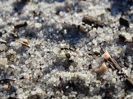ant, anthill, sand, land, no people, day, selective focus, nature, high angle view, close-up, animal, animal themes, animal wildlife, solid, textured, outdoors, stone - object, animals in the wild, sunlight, invertebrate, group of animals, beauty in nature, 5K, CC0, public domain, royalty free