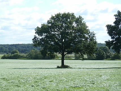 Baum, Eiche, Feld, quercus, Landschaft, Laubbaum, Wiese, Pflanze, Gras, Himmel, Ruhe, ruhige Szene, Land, wolke - himmel, Wachstum, Natur, Schönheit in der Natur, Tag, grüne Farbe, keine Leute, Umgebung, Szenen - Natur, draußen, Nicht-städtische Szene, isoliert, 4K, CC0, gemeinfrei, lizenzfrei