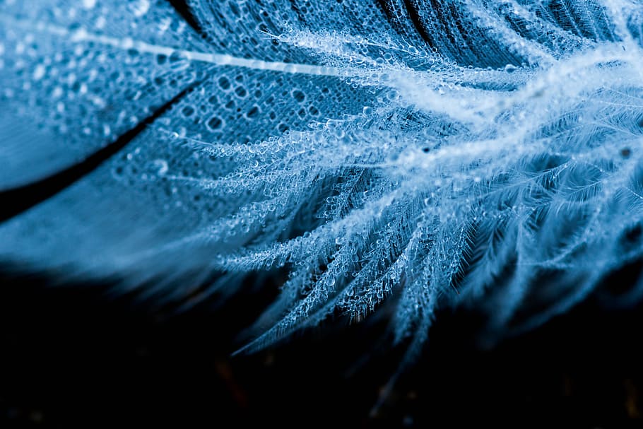 Textur, nass, Feder, Nahansicht, Blau, keine Leute, selektiver Fokus, Textil-, Hintergründe, Vollbild, texturiert, Natur, Winter, weiße Farbe, kalte Temperatur, extreme Nahaufnahme, abstrakt, Makro, Muster, Schnee, drinnen, Weichheit, Jeans, 5K