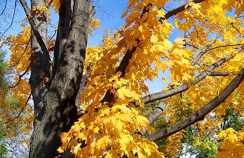 tardor, caure, maple, arbre, fulles, groc, full, naturalesa, temporada, bosc, a l'aire lliure, color daurat, color taronja, branca, octubre, multicolor, planta, canvi, vista d’angle baix, bellesa a la natura, tronc de l'arbre, tronc, creixement, part de la planta, dia, cap gent, primer pla, tranquil·litat, vulnerabilitat, fulla d'auró, condició natural, col·lecció de tardor, 2K, CC0, domini públic, lliure de regalies